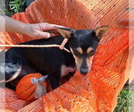 Small Photo #4 Chiweenie Puppy For Sale in Missouri City, TX, USA