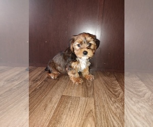 Yorkshire Terrier Puppy for sale in LAPEER, MI, USA