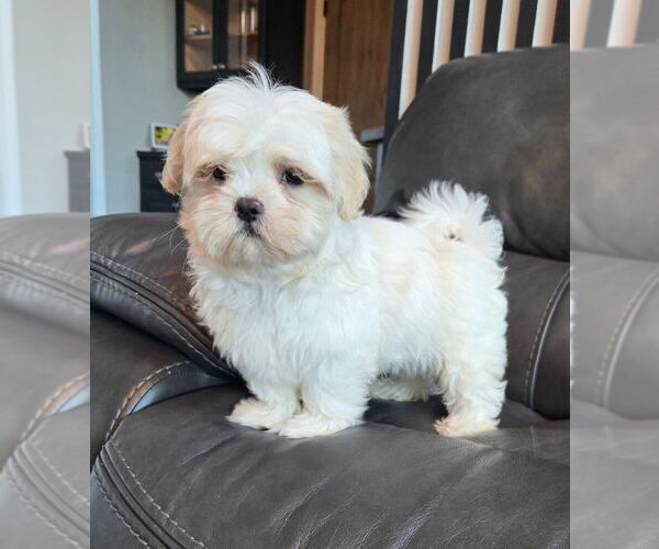 Medium Photo #2 Mal-Shi Puppy For Sale in INDIANAPOLIS, IN, USA