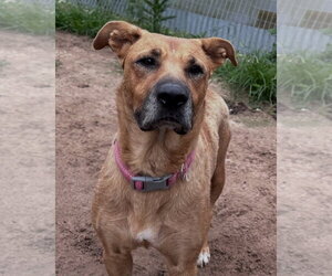Bubblegum - Female Labrador Retriever-Unknown Mix Dog for Adoption - Photo #9
