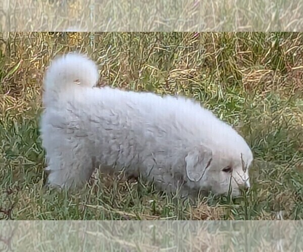 Medium Photo #2 Great Pyrenees Puppy For Sale in PINEVILLE, KY, USA