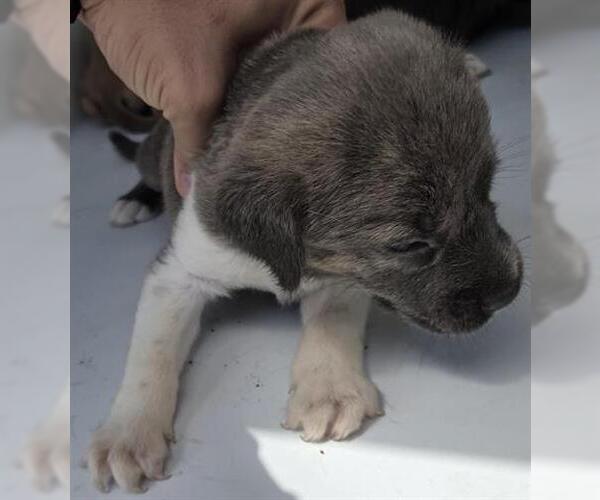 Medium Photo #1 Mutt Puppy For Sale in Houston, TX, USA
