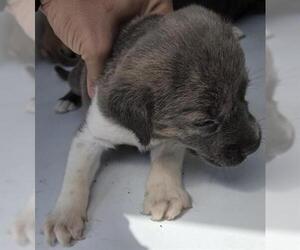 Mutt Dogs for adoption in Houston, TX, USA