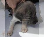 Small Mutt