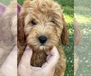 Cavapoo Puppy for sale in NIANGUA, MO, USA