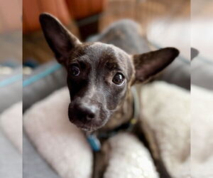 Chihuahua-Unknown Mix Dogs for adoption in Bellevue, WA, USA