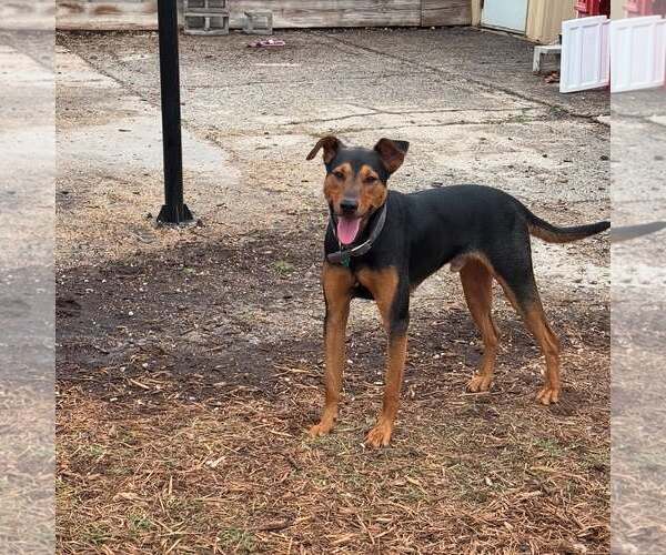 Medium Photo #18 Doberman Pinscher-Unknown Mix Puppy For Sale in Houston, TX, USA