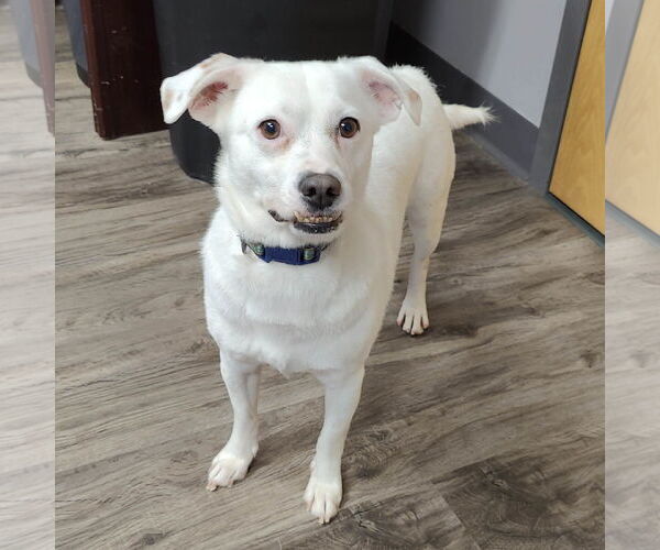Medium Photo #4 Chihuahua-Unknown Mix Puppy For Sale in St. Louis Park, MN, USA