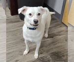 Small #3 Chihuahua Mix