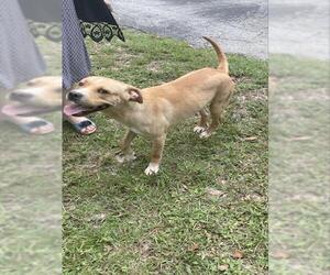 Labrador Retriever-Unknown Mix Dogs for adoption in Ocala, FL, USA