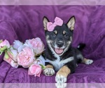 Small Photo #7 Shiba Inu Puppy For Sale in PEACH BOTTOM, PA, USA