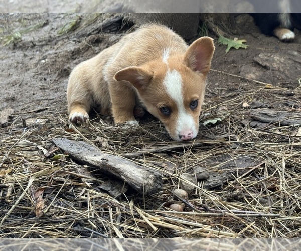 Medium Photo #3 Aussie-Corgi Puppy For Sale in ESPERANCE, NY, USA
