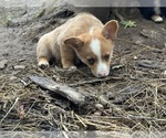 Clover - Female Aussie-Corgi Puppy for Sale - Photo #3