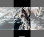 Small Photo #1 Golden Mountain Doodle  Puppy For Sale in CHOUDRANT, LA, USA