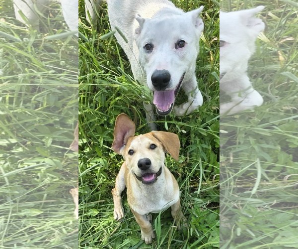 Medium Photo #8 Retriever -Unknown Mix Puppy For Sale in Cuba, NY, USA