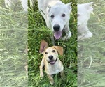 Small #7 Retriever  Mix