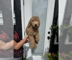 Puppy Barry Goldendoodle