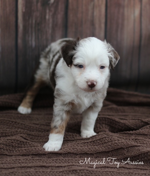 Medium Photo #1 Miniature Australian Shepherd Puppy For Sale in BYRON, NY, USA