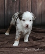 Small Photo #1 Miniature Australian Shepherd Puppy For Sale in BYRON, NY, USA