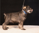 Puppy Arrow Marvel Schnauzer (Standard)