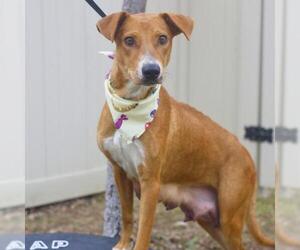 Labrador Retriever-Unknown Mix Dogs for adoption in San Antonio, TX, USA