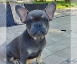 Small French Bulldog
