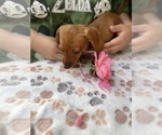 Small Photo #14 Dachshund Puppy For Sale in PERRIS, CA, USA
