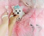 Small #1 Maltese