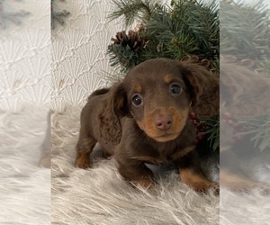 Dachshund Puppy for sale in SENECA FALLS, NY, USA