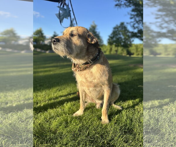 Medium Photo #2 Mutt Puppy For Sale in Brooklyn Center, MN, USA