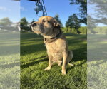 Small #1 Mutt