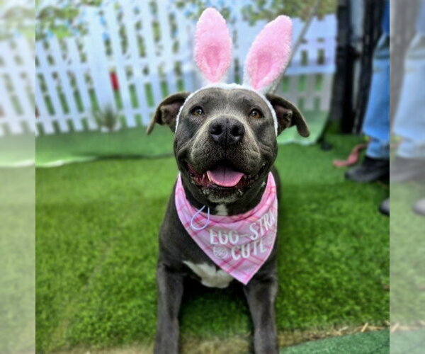 Medium Photo #2 Mutt Puppy For Sale in Long Beach, CA, USA