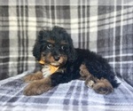 Small #8 Cavapoo