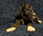 Small Photo #3 Sheepadoodle Puppy For Sale in INDEPENDENCE, MO, USA