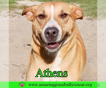 Small American Staffordshire Terrier-Catahoula Leopard Dog Mix