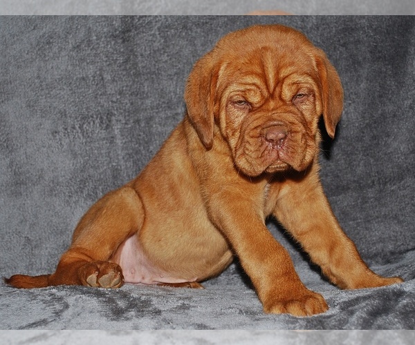 Medium Photo #9 Dogue de Bordeaux Puppy For Sale in ANDOVER, CT, USA