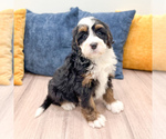 Small #3 Bernedoodle (Miniature)