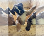 Puppy Rocky Boxer