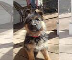 Small Photo #9 German Shepherd Dog Puppy For Sale in LOUISA, VA, USA