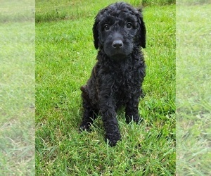 Labradoodle-Poodle (Standard) Mix Puppy for Sale in ROGERSVILLE, Missouri USA