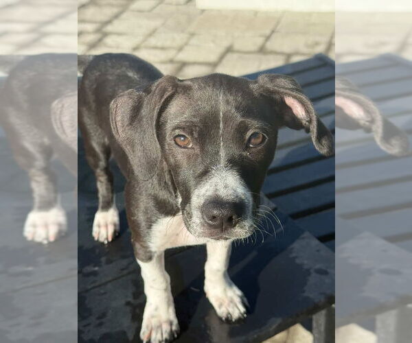 Medium Photo #1 Beagle-Unknown Mix Puppy For Sale in Dana Point, CA, USA