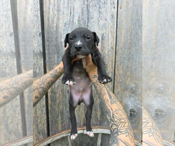 Medium Photo #1 American Pit Bull Terrier-American Staffordshire Terrier Mix Puppy For Sale in Frankenmuth, MI, USA