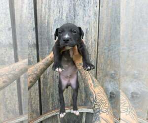 American Pit Bull Terrier-American Staffordshire Terrier Mix Dogs for adoption in Frankenmuth, MI, USA