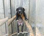 Small American Pit Bull Terrier-American Staffordshire Terrier Mix