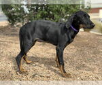 Small #3 Doberman Pinscher-Labrador Retriever Mix