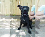 Small #10 German Shepherd Dog-Staffordshire Bull Terrier Mix