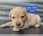 Small #15 Labrador Retriever
