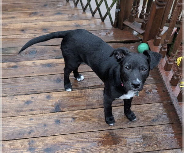 Medium Photo #4 Border Collie-Unknown Mix Puppy For Sale in Clarkston, MI, USA