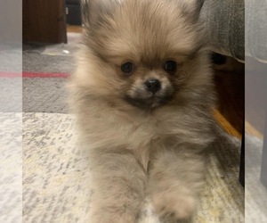 Pomeranian Puppy for sale in Mississauga, Ontario, Canada