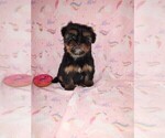 Small #9 Shih Tzu